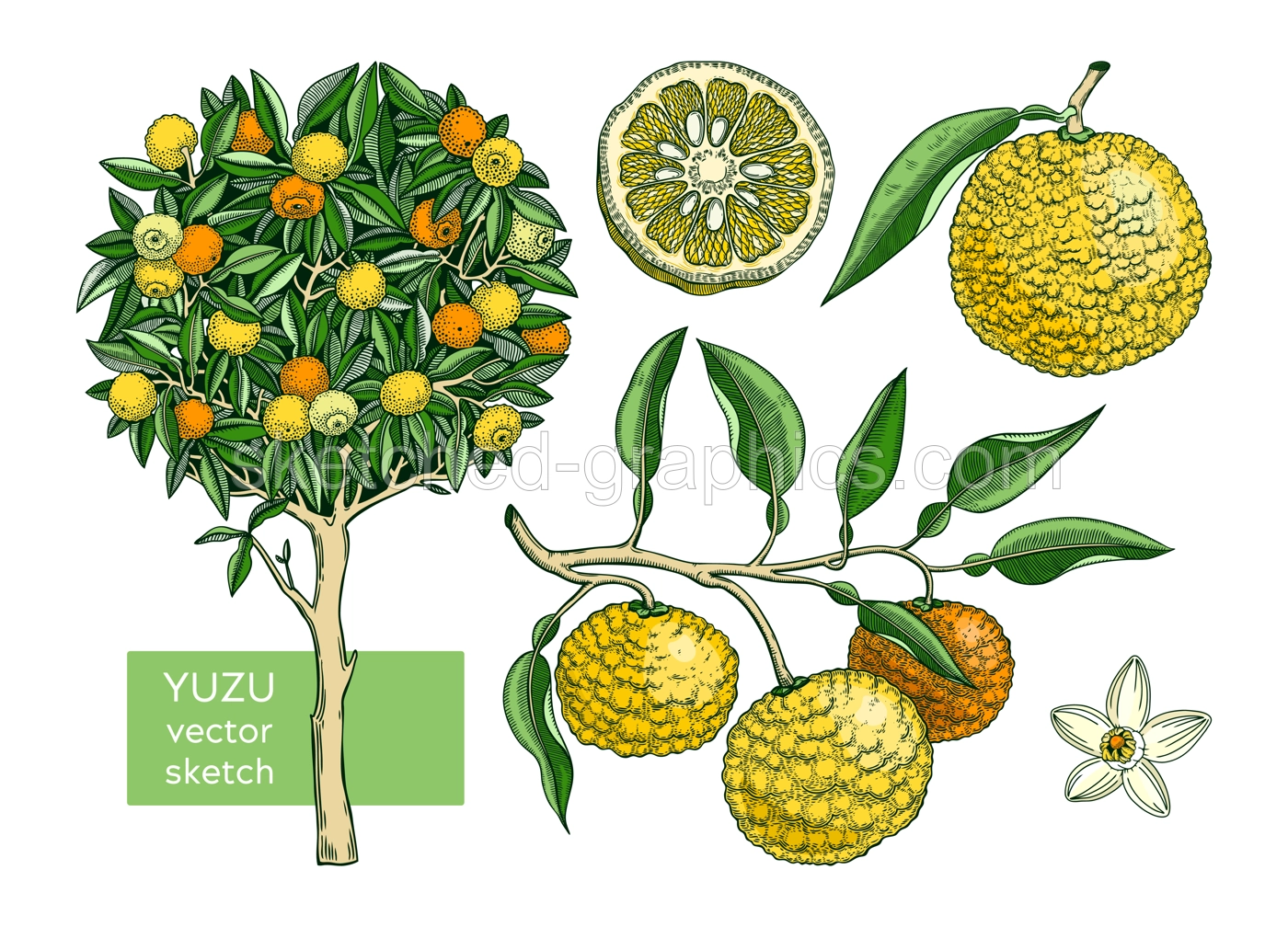 Yuzu set with decorative tree, branch, fruit, leaves, and flowers in engraving style. Exotic plant illustrations collection in color. Citrus tree botanical drawing. Vegetarian food sketches Illustration